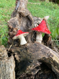 champignons-rouges-am-nites-2056