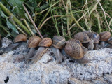 escargots-planches-2-scaled-1435