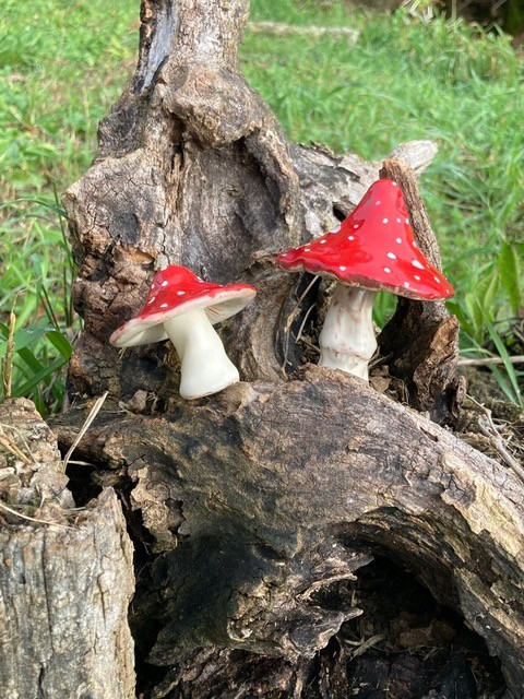 champignons-rouges-am-nites-2056